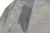 Pennsylvanian Horsetail (Calamites) Stem Plate - Kentucky #224717-1